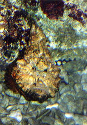 Das gr&ouml;&szlig;te tropische Ozeanium Asiens �Underwater World� 2.