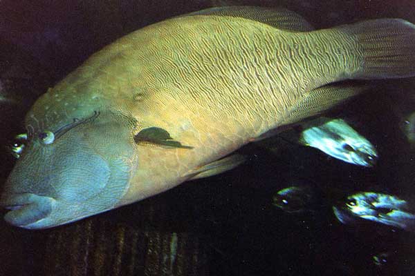 Das gr&ouml;&szlig;te tropische Ozeanium Asiens �Underwater World� 4.